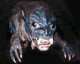Avatar du membre