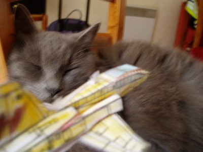 patrouille sur le chat