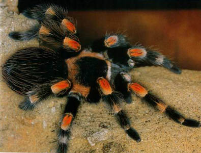 Brachipelma_smithi.jpg