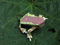Atelopus pulcher