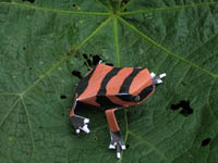 Oophaga lehmanni