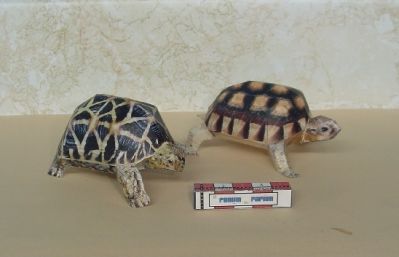 Tortue_2.JPG