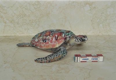 Tortue_aqua_1.JPG