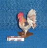 Coq-1.JPG
