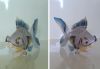 Filename=Petit_poisson.jpg
Filesize=67KiB
Dimensions=740x515
Date added=Jul 31, 2007 Petit_poisson.jpg