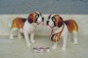Filename=Saint_Bernard_a.JPG
Filesize=168KiB
Dimensions=553x370
Date added=Feb 11, 2009 Saint_Bernard_a.JPG