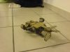 DSC00186.JPG