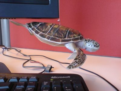 encore une petite tortue
