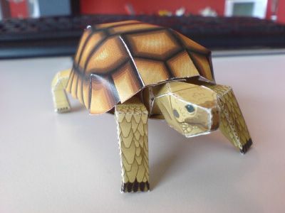 tortue qui peut bouger

