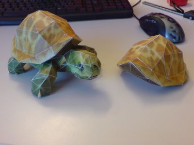 tortue vu de devant
