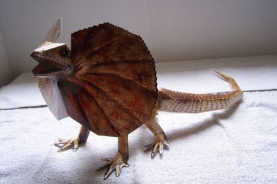 lÃ©zard a collerette
