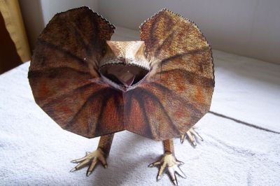 lÃ©zard a collerette
