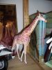 Filename=girafe.JPG
Filesize=173KiB
Dimensions=684x912
Date added=May 20, 2009 girafe.JPG