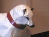 Filename=husky2.jpg
Filesize=63KiB
Dimensions=768x576
Date added=Dec 15, 2008 husky2.jpg