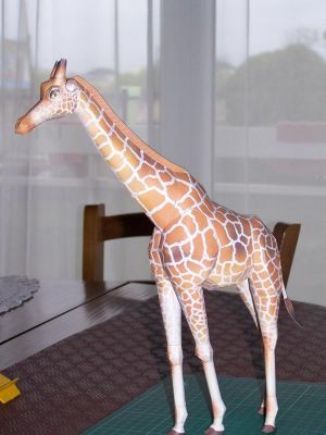 giraffe
