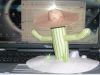 Cactus.jpg