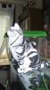 Filename=Chat003.JPG
Filesize=251KiB
Dimensions=1154x2048
Date added=Nov 13, 2010 Chat003.JPG