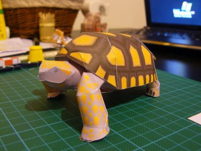 Tortue (yamaha)
