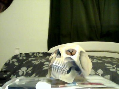 Human Skull model
