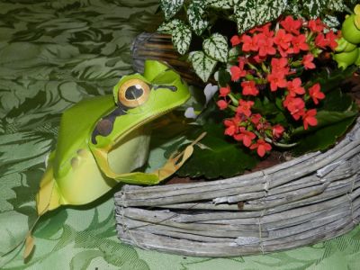 Grenouille A3
ModÃ¨le exposÃ© Ã  cotÃ© d'une dÃ©co florale rÃ©elle
