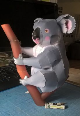 Koala
