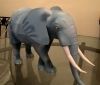 Filename=Elephant02.jpg
Filesize=388KiB
Dimensions=2048x1756
Date added=Jan 24, 2016 Elephant02.jpg