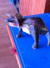 Filename=triceratop_1.JPG
Filesize=345KiB
Dimensions=1529x2048
Date added=Sep 03, 2014 triceratop_1.JPG