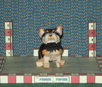 Yorkshire-terrier 2.jpg