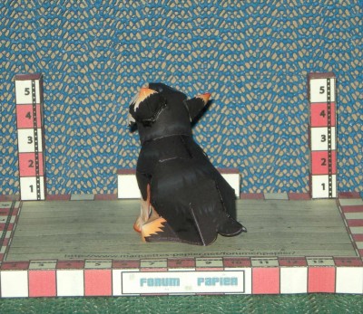 Yorkshire-terrier 4.jpg